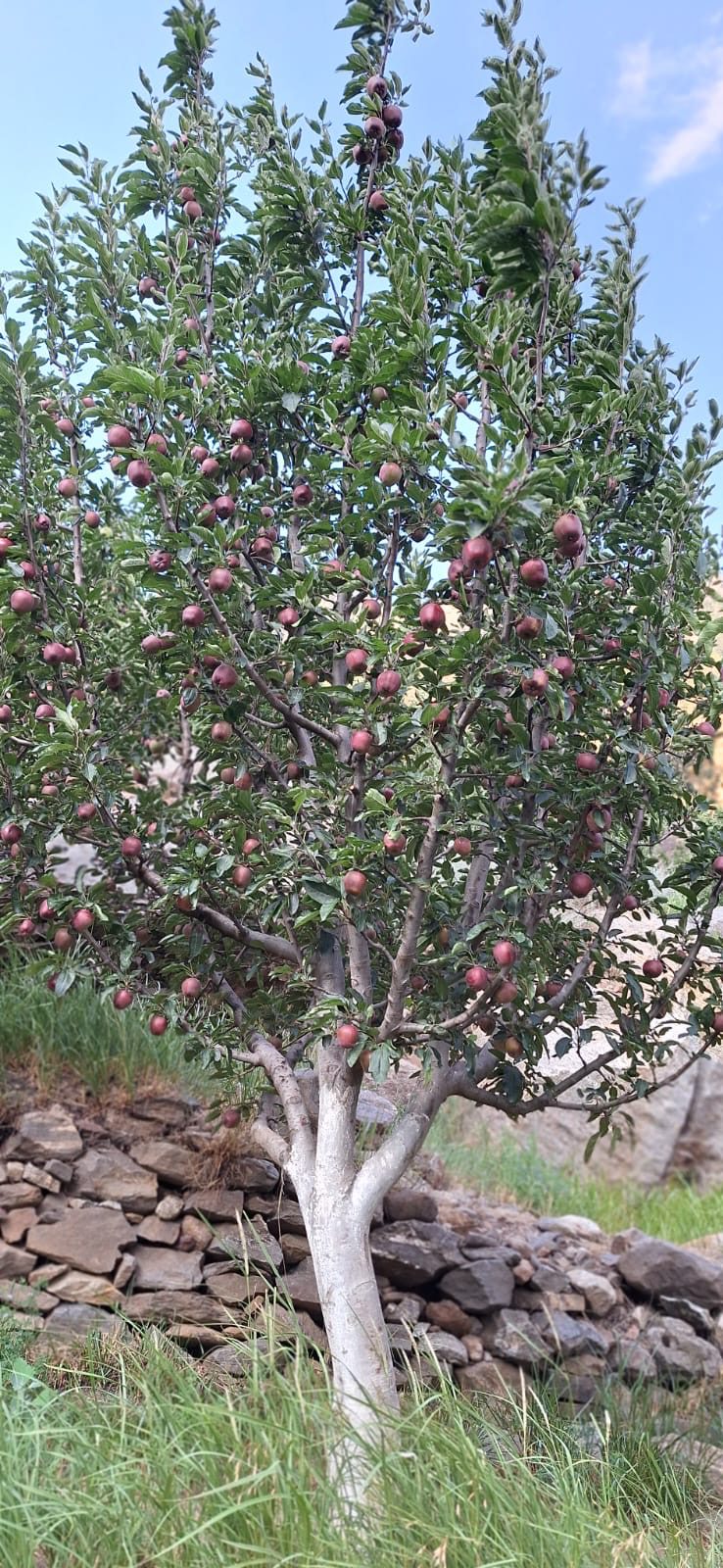 1cd3b834-1733-4427-afed-2b63599683be